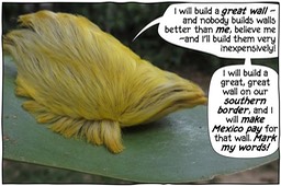 Donald's Hair